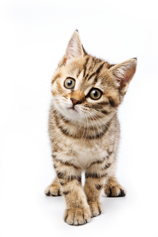 Kattens hørelse